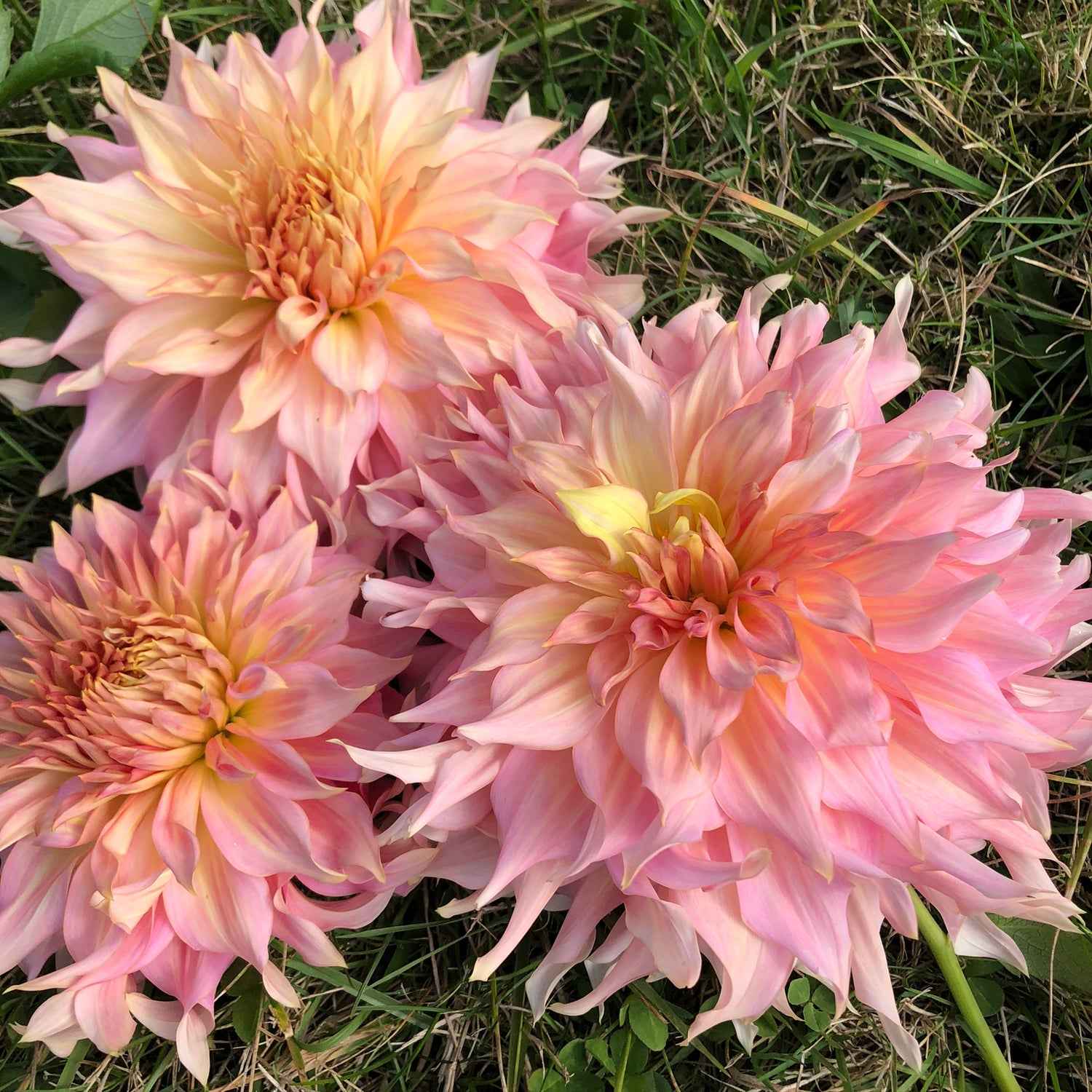 Shop Dinnerplate Dahlias. Featured: AC Paint, a ruffled dinnerplate, white with purple splotches and stripes