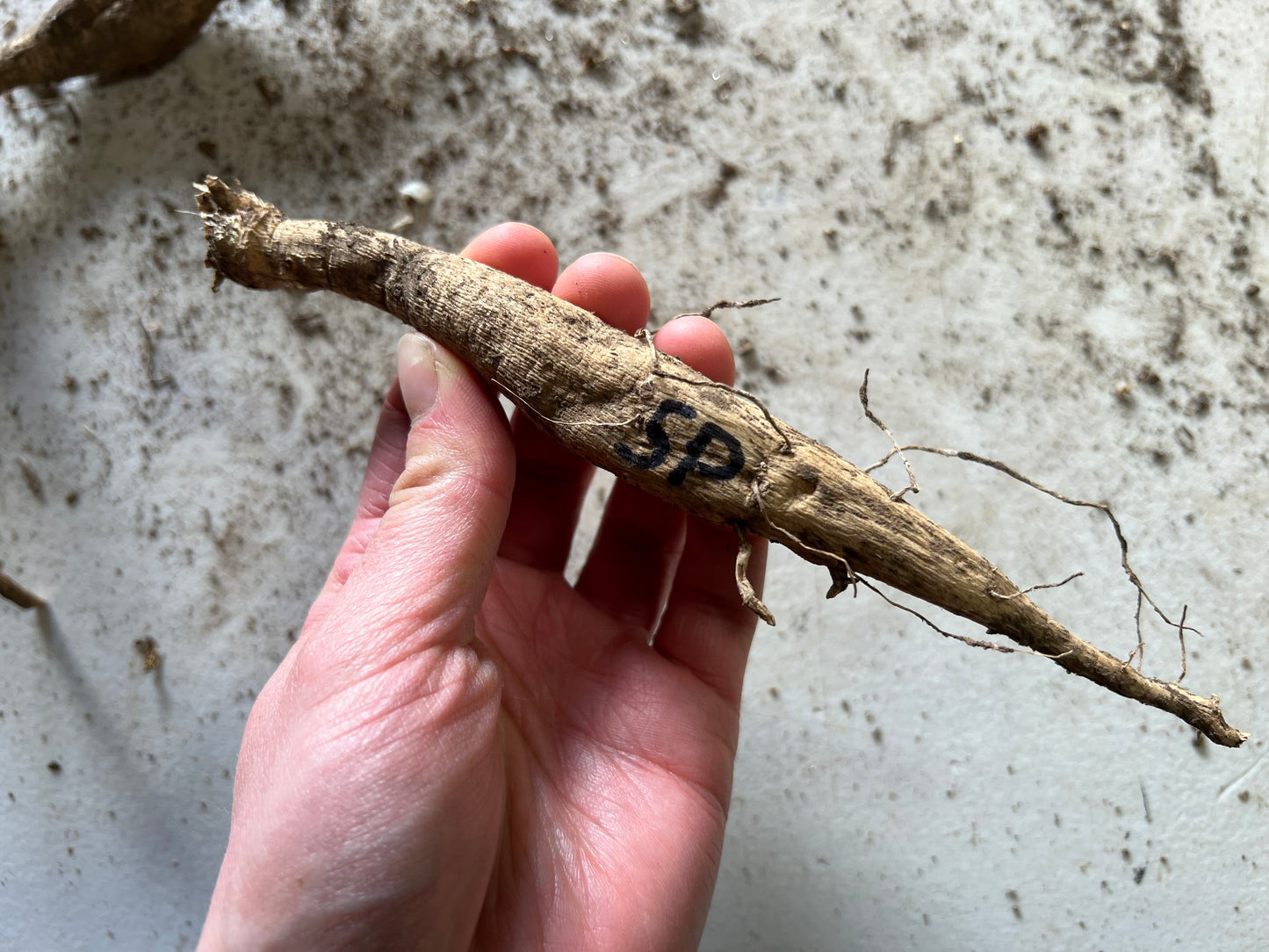 Showcase Perfection- Dahlia Tuber