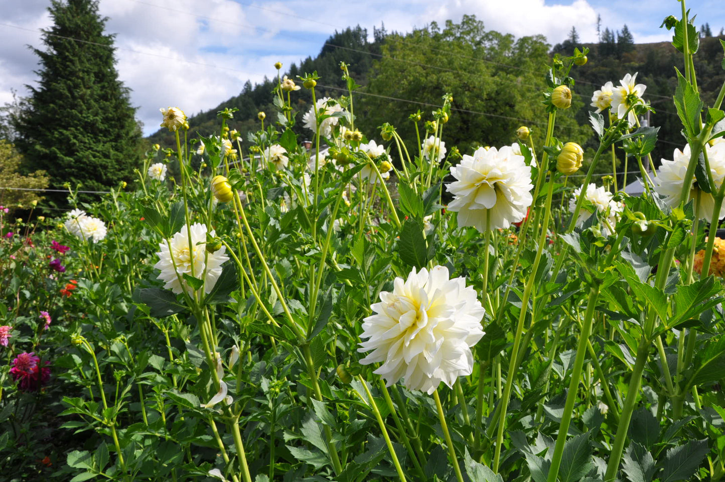 Shilo Jazzman - Dahlia Tuber
