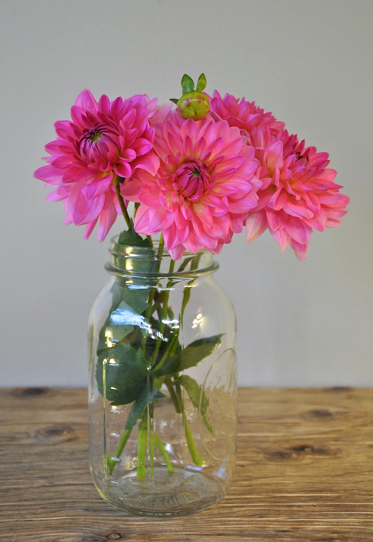 Lyn's Pink - Dahlia Tuber