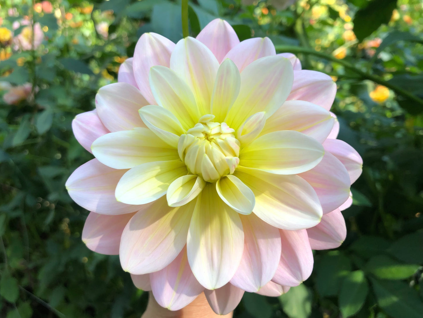 Sheer Heaven - Dahlia Tuber