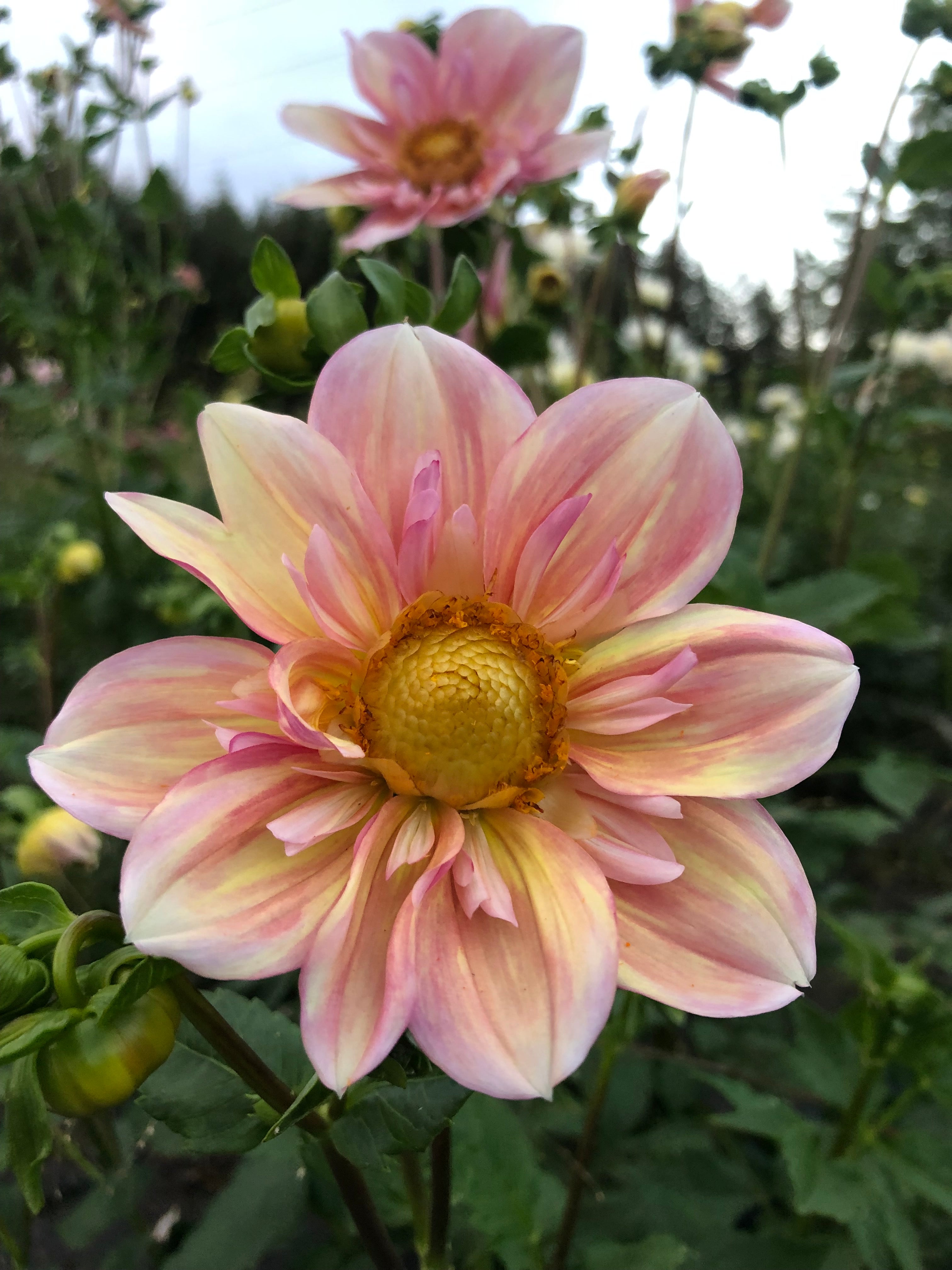 apple blossom dahlia seeds Apple Blossom Dahlia Tuber