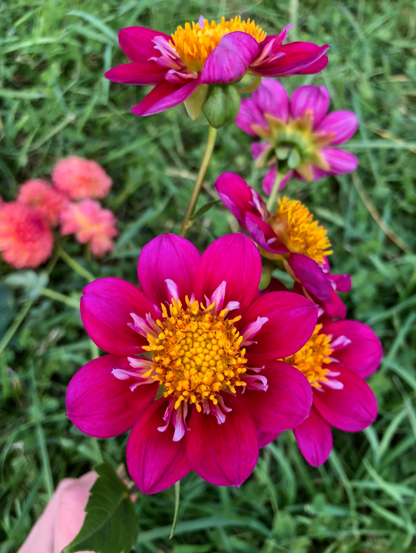 Sean C. - Dahlia Tuber