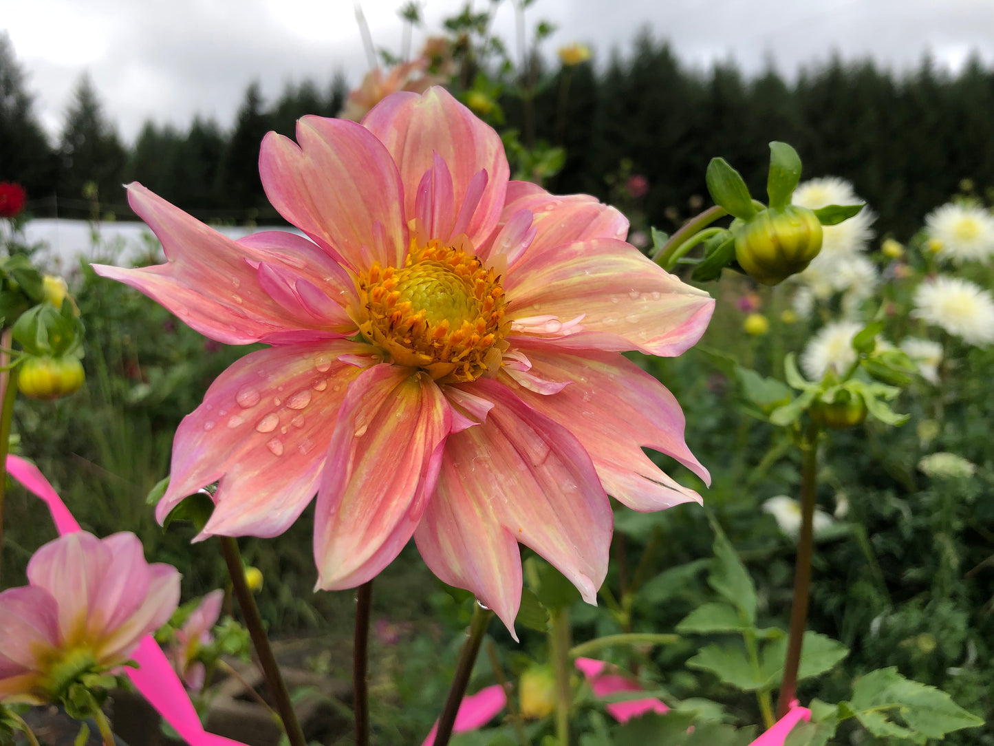 Apple Blossom - Dahlia Tuber