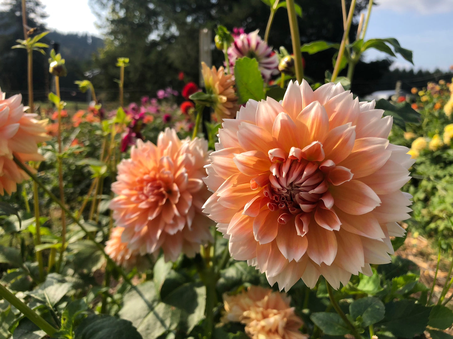 Linda's Esther- Dahlia Tuber
