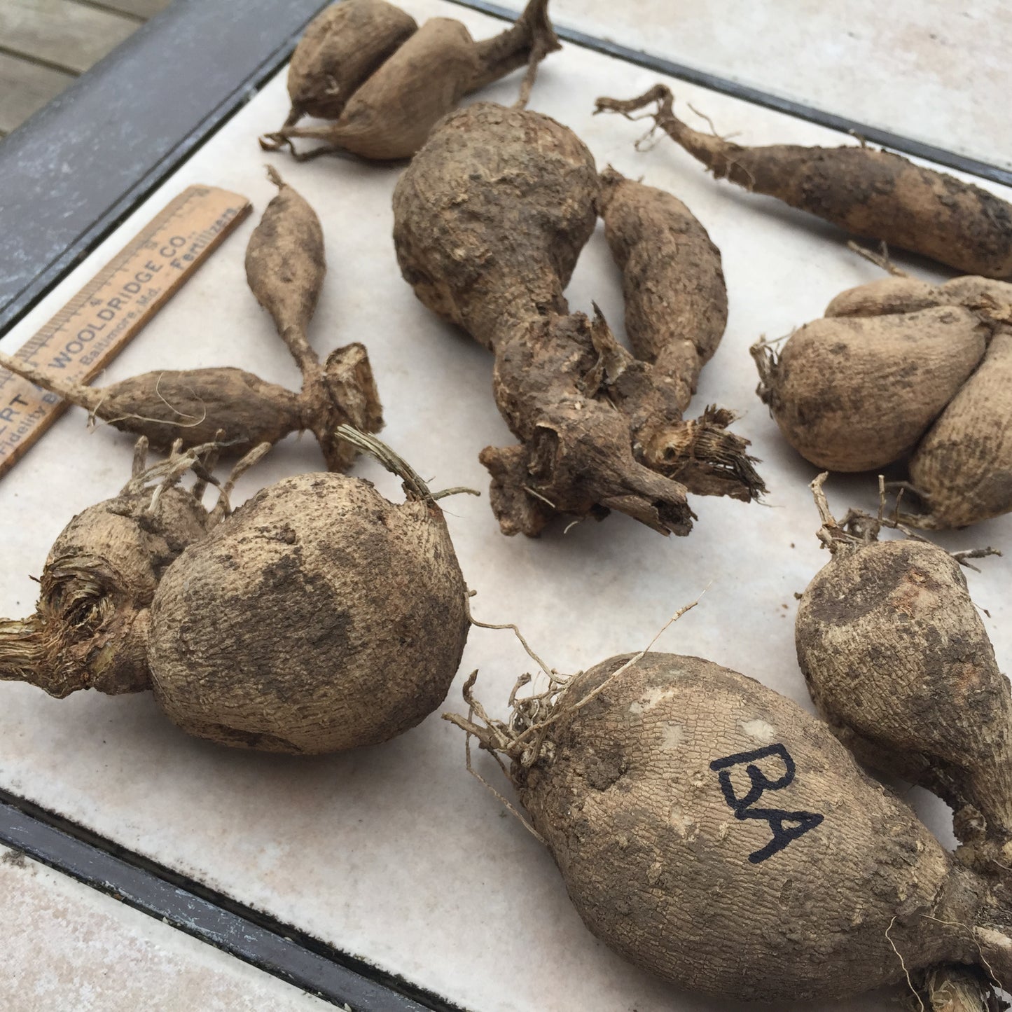 Nuit d'ete - Black Dahlia Tuber