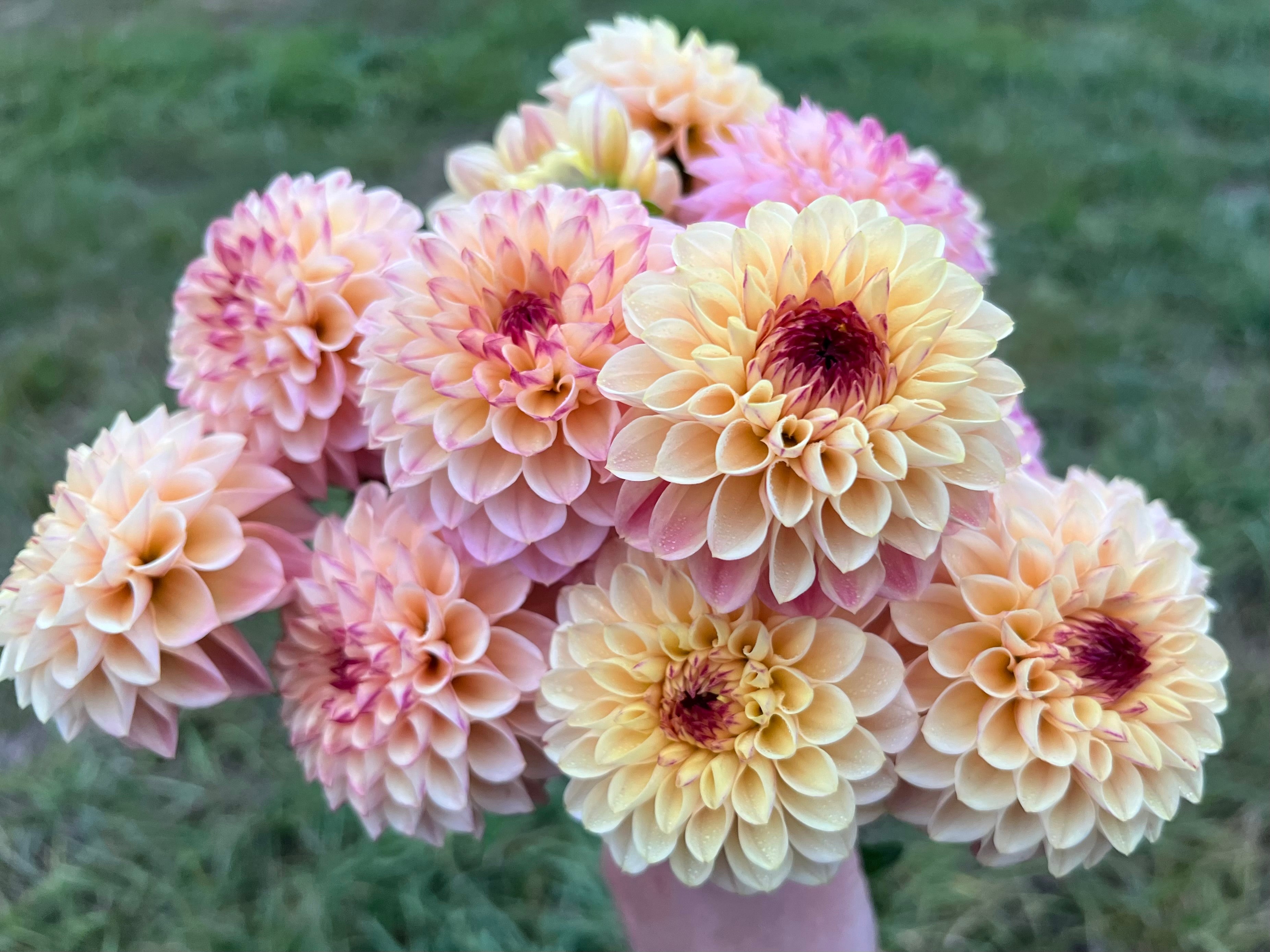 Wine Eyed Jill Yellow- Dahlia Tuber – Evelyn's Garden and Nursery