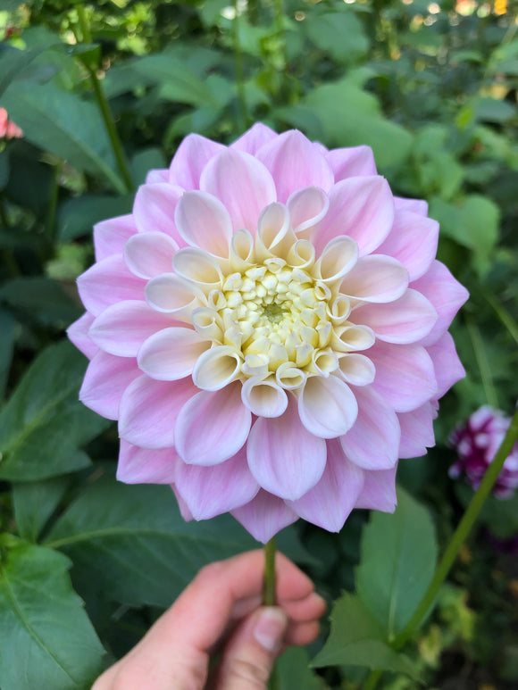 Dahlias for Texture in Arrangements – Evelyn's Garden and Nursery