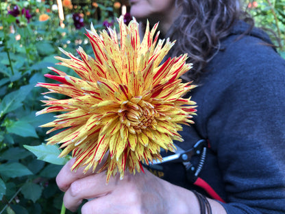 Hollyhill Six in One - Dahlia Tuber