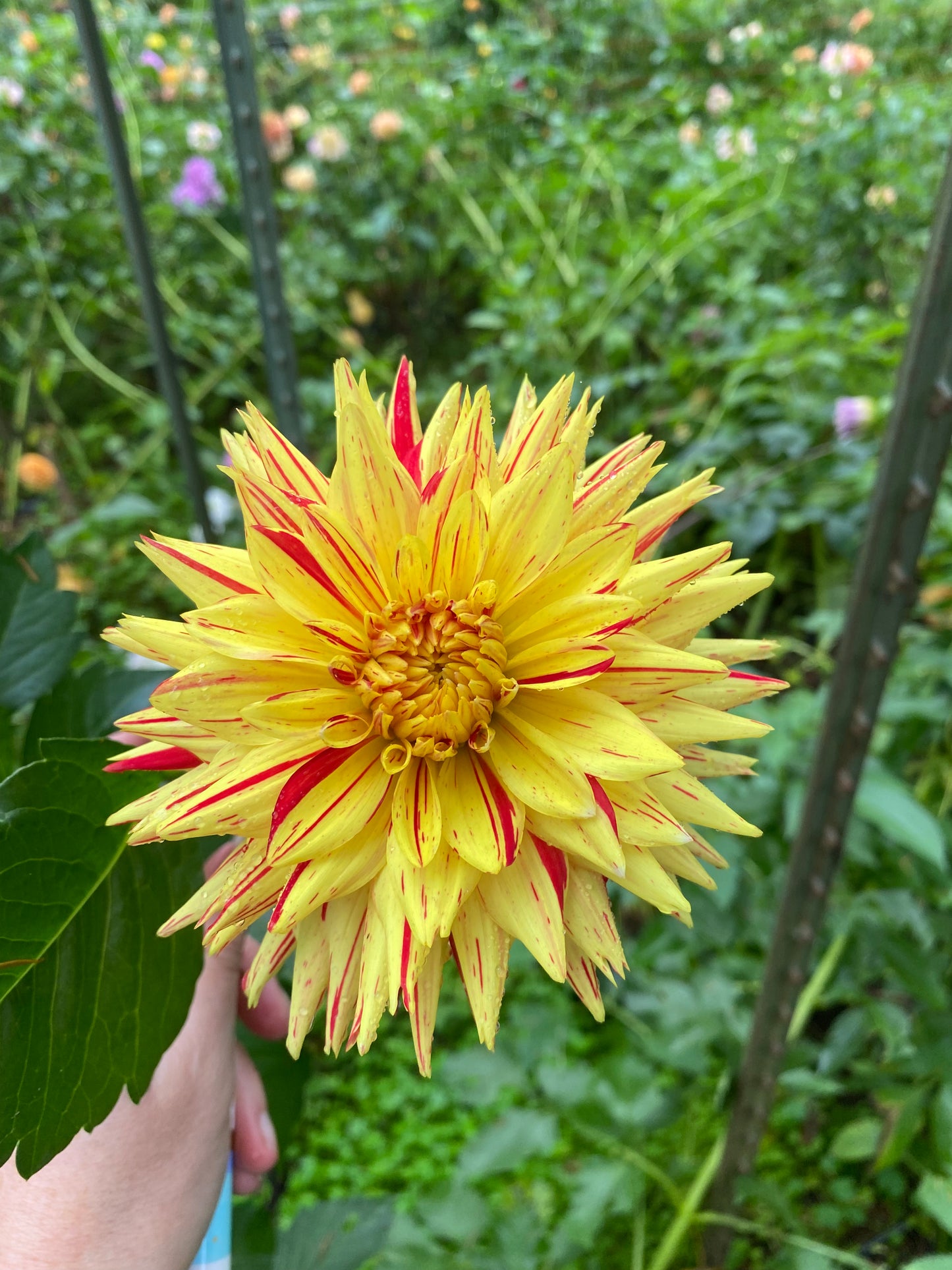 Hollyhill Six in One - Dahlia Tuber