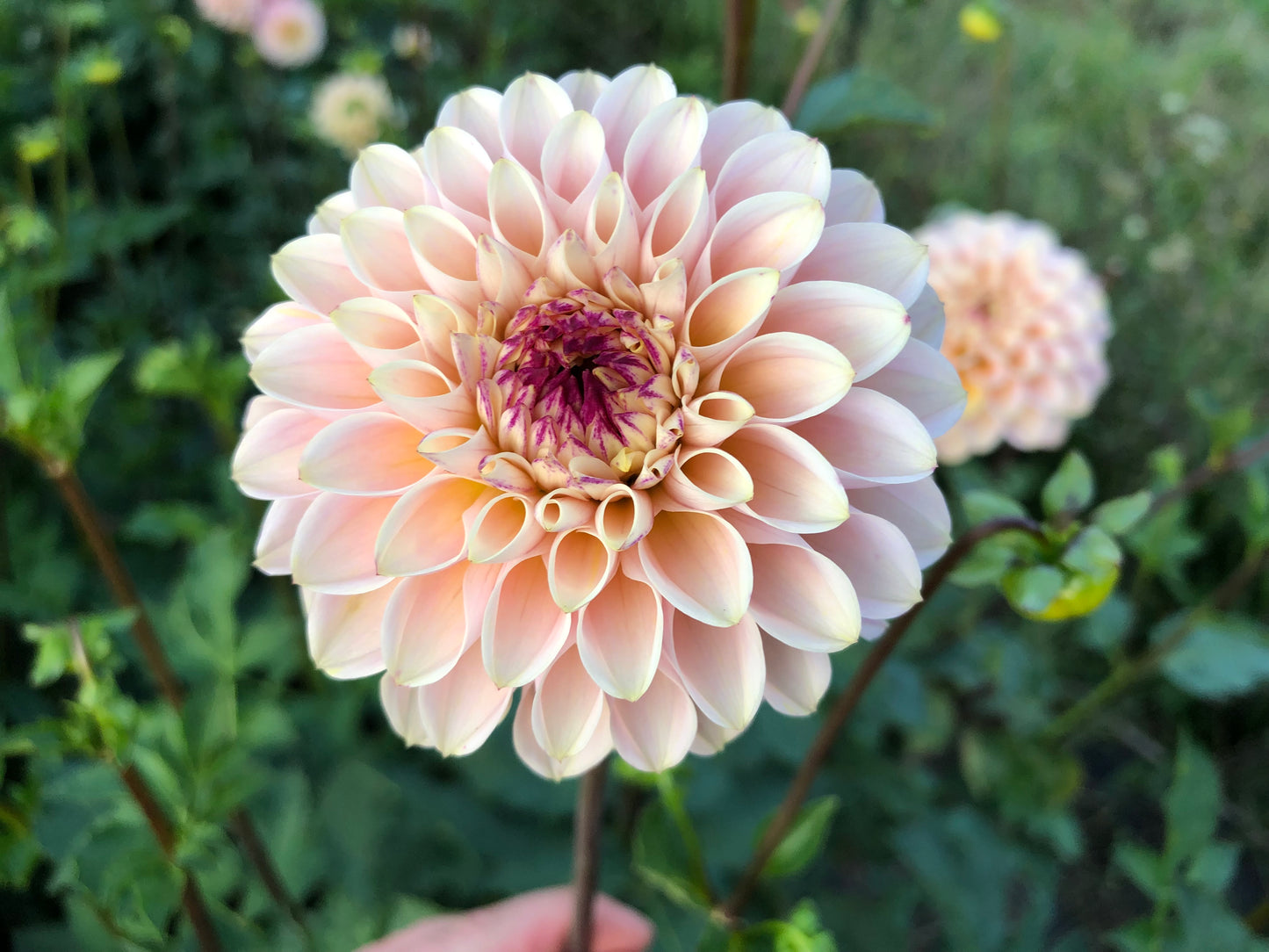 Wine Eyed Jill Yellow- Dahlia Tuber