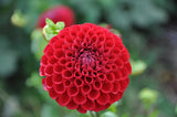 Cornel - Dahlia Tuber