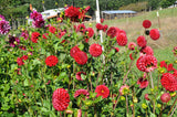 Cornel - Dahlia Tuber