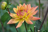 Corona Mix (One Surprise Tuber) - Dahlia Tuber