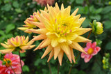 Corona Mix (One Surprise Tuber) - Dahlia Tuber
