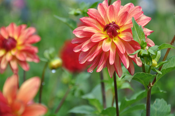 Fidalgo Julie- Dahlia Tuber