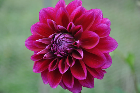 Boogie Nites - Dahlia Tuber NOTE SMALL TUBER, DISCOUNTED