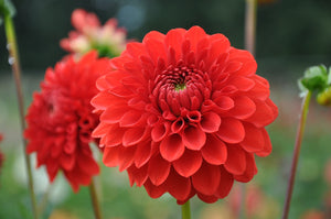 Lollipop- Dahlia Tuber
