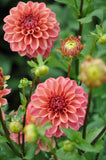 Iced Tea - Dahlia Tuber