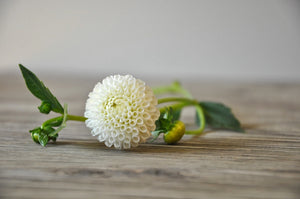 Tiny Treasure - Dahlia Tuber