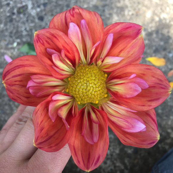 Giggles - Dahlia Tuber