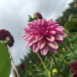 Hugs and Kisses - Dahlia Tuber