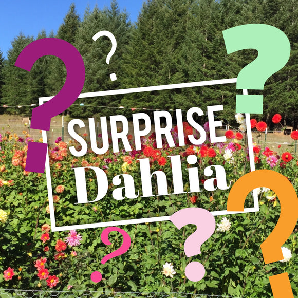 Surprise! One Random Dahlia Tuber