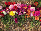 Lollipop- Dahlia Tuber