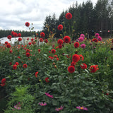 Lollipop- Dahlia Tuber