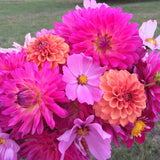 Iced Tea - Dahlia Tuber