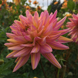 Corona Mix (One Surprise Tuber) - Dahlia Tuber