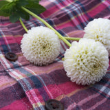 Tiny Treasure - Dahlia Tuber