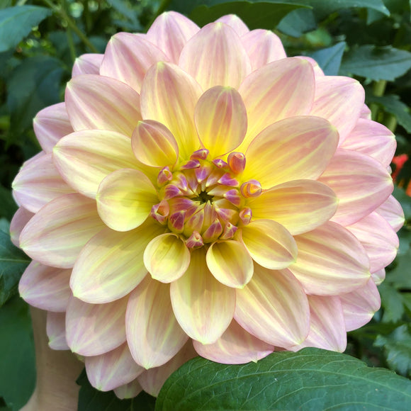 Wyn's New Pastel- Dahlia Tuber