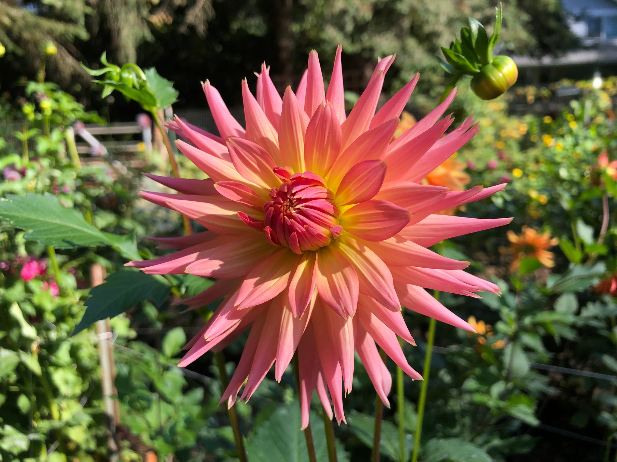 Brookside Cheri - Dahlia Tuber – Evelyn&rsquo;s Garden and Nursery