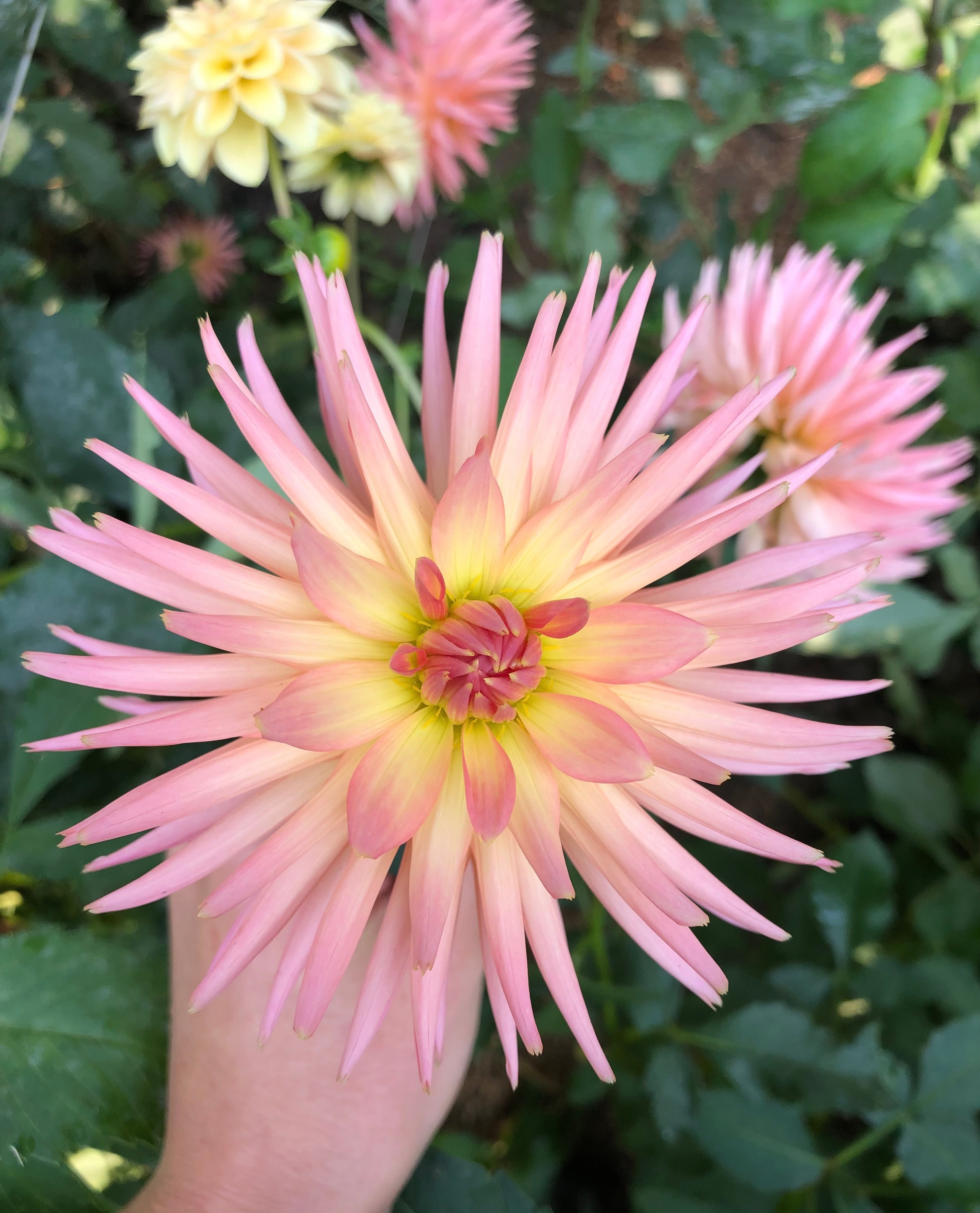 Brookside Cheri - Dahlia Tuber – Evelyn&rsquo;s Garden and Nursery