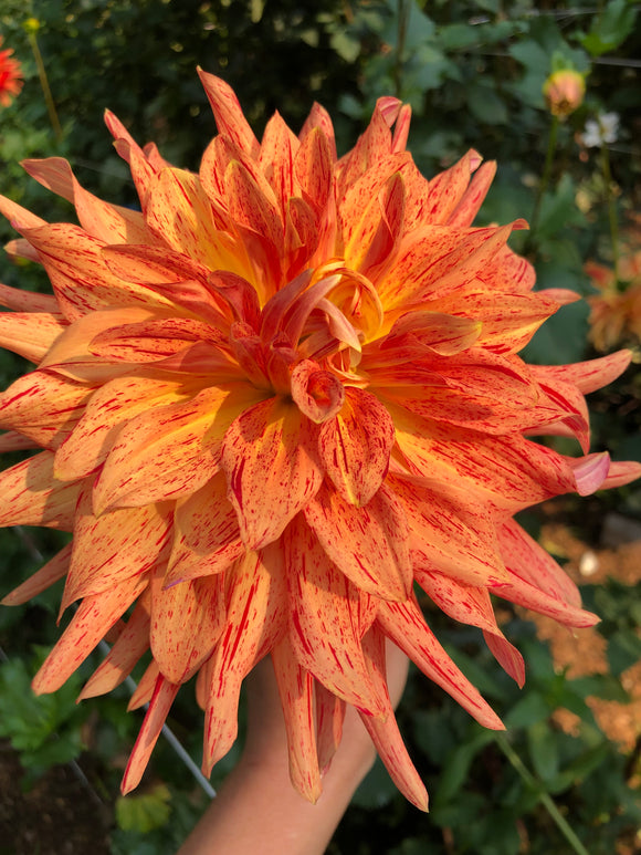 Maniac- Dahlia Tuber