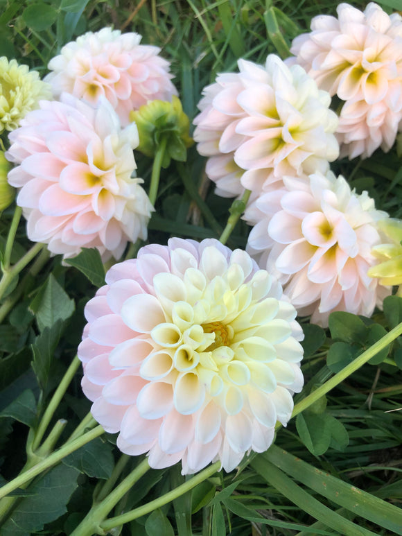 Camano Zoe - Dahlia Tuber