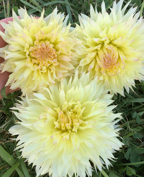 Citron du Cap- Dahlia Tuber NOTE SMALL TUBER, DISCOUNTED
