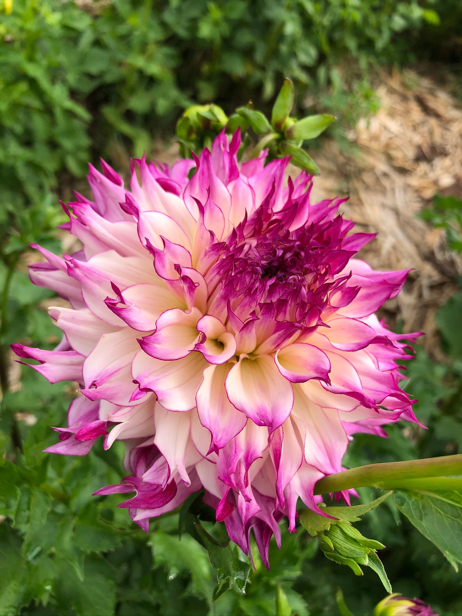 Dahlia 'Miss Molly', Growing with a lot of shade. In this s…
