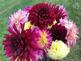 Nuit d'ete - Black Dahlia Tuber