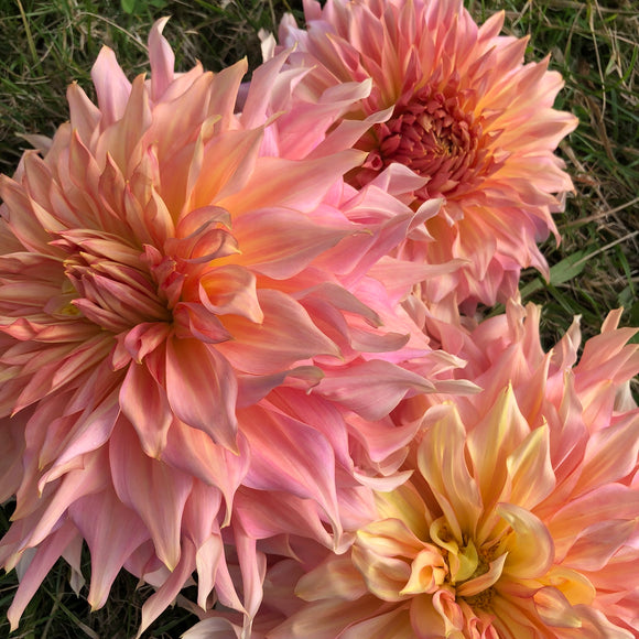Penhill Watermelon - Dahlia Tuber NOTE SMALL TUBER, DISCOUNTED
