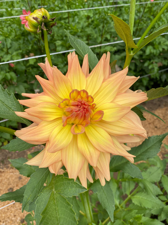 Honeymoon - Dahlia Tuber