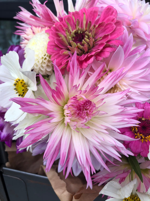 Marlene Joy - Dahlia Tuber