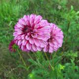 Hugs and Kisses - Dahlia Tuber