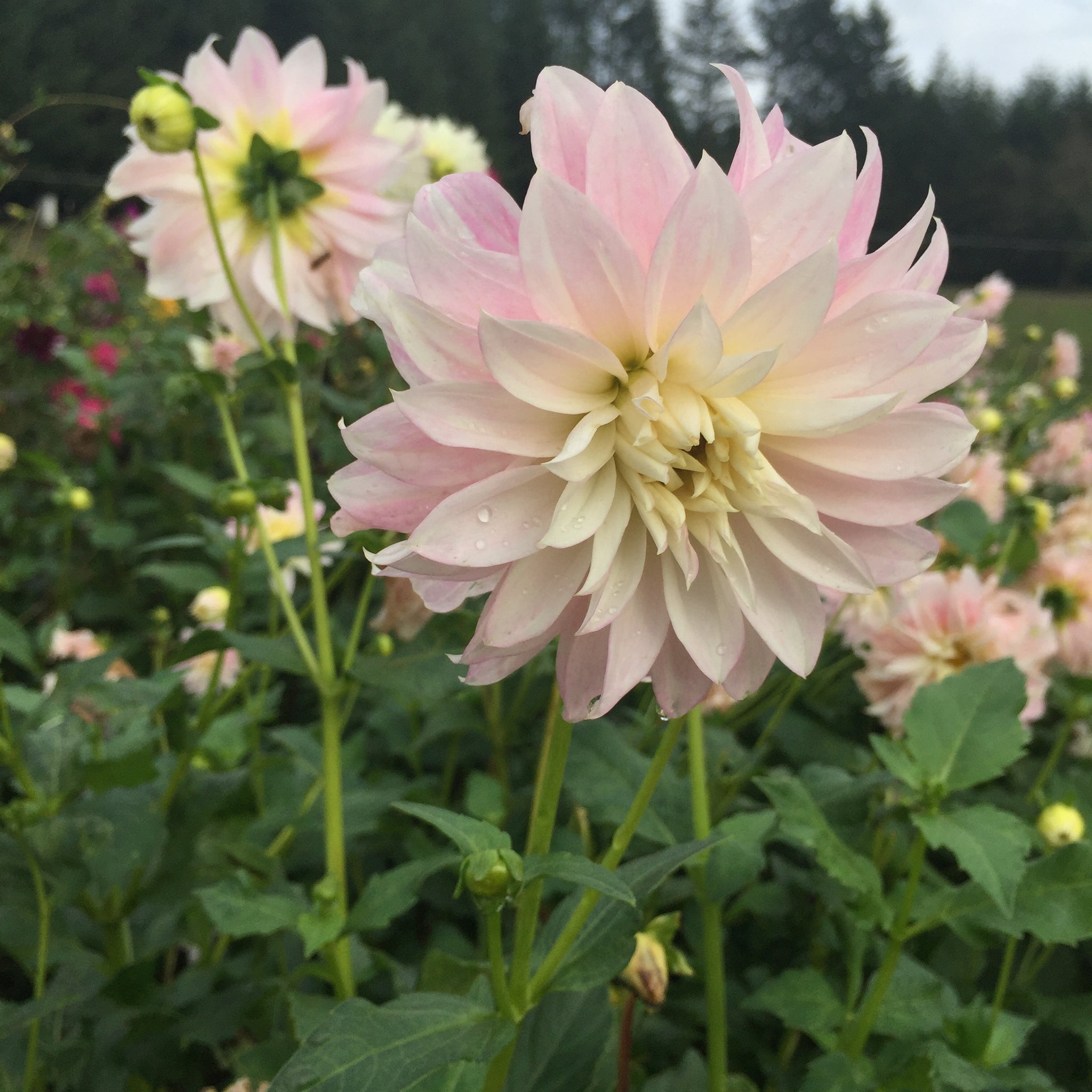 Dahlia 'Candy Eyes' Candy Eyes Dahlia