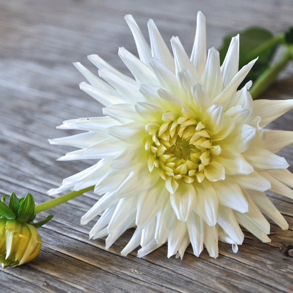 My Love- Dahlia Tuber