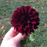 Black Satin - Dahlia Tuber